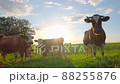 Curious cows in a meadow 88255876