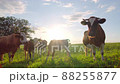 Curious cows in a meadow 88255877