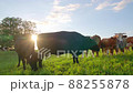 Curious cows in a meadow 88255878