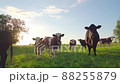 Curious cows in a meadow 88255879