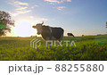 Curious cows in a meadow 88255880