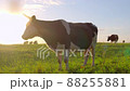 Curious cows in a meadow 88255881
