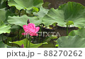 Lotus flower  88270262