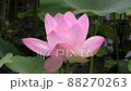 Lotus flower  88270263