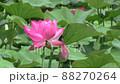 Lotus flower  88270264