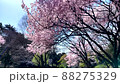 Cherry blossoms in full bloom in the park swaying in the spring breeze 88275329