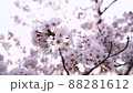 風に揺れる桜の花に寄って見る 88281612