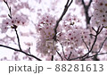 静かに咲き誇る桜の花に寄って見る 88281613