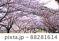 満開の桜並木を散歩してる風景 88281614