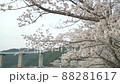 山を背景に満開の桜 88281617