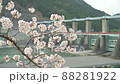 ダムを背景に風に揺れる桜 88281922