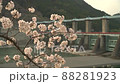 夕日に照らさるダムを背景に風に揺れる桜 88281923