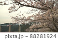 ダムを背景に風に揺れる桜 88281924