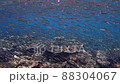 小魚の大群 88304067