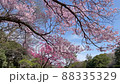 Cherry blossoms in full bloom in the park on a sunny spring day (4K video) 88335329