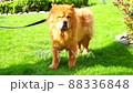 Lovely cute and concentrated red Chow Chow dog relaxing in the yard 88336848