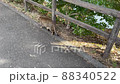 A cat that turns around once, then screams and goes away 88340522