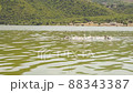 Mallard Ducks and Goose Swimming in the Lake Family of ducks swimming in the lake with green water. 88343387