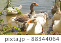 Mallard Ducks and Goose Swimming in the Lake Family of ducks swimming in the lake with green water. 88344064