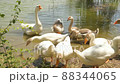 Mallard Ducks and Goose Swimming in the Lake Family of ducks swimming in the lake with green water. 88344065