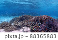 デバスズメダイとサンゴ 88365883