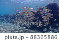 アカヒメジの群れ 88365886