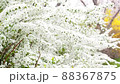 Spiraea thunbergii branches in full bloom swaying in the wind 88367875