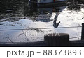 Swan boat reflected on the surface of the water 88373893