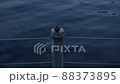 Kingfisher peeing 88373895