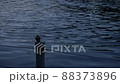 Kingfisher at the waterside 88373896