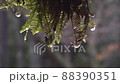 苔をつたう雫 88390351