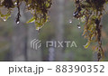 苔をつたう雫 88390352