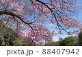 Cherry blossoms in full bloom under the blue sky in the spring breeze (HD 30-second video) 88407942