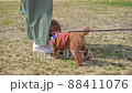toy poodle  88411076