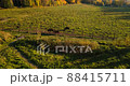 family of bisons feeding on the green field. European buffalo in reservation in Russian forest 88415711