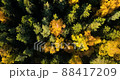Forest In north of Russia, Saint-petersburg. Aerial footage with wilderness and pines. autumn vibe 88417209