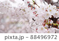 神戸花隈址の桜 88496972