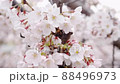 神戸花隈址の桜 88496973