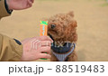 toy poodle  88519483