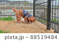 toy poodle  88519484