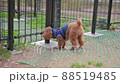 toy poodle  88519485