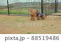 toy poodle  88519486