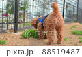 toy poodle  88519487