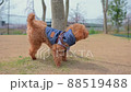 toy poodle  88519488