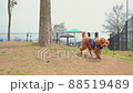 toy poodle  88519489