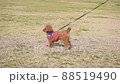 toy poodle  88519490