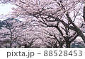 風に揺れる満開の桜並木 88528453