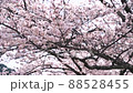 風に揺れる満開の桜 88528455