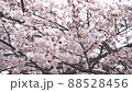 風に揺れる満開の桜 88528456