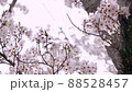 風に揺れる満開の桜 88528457
